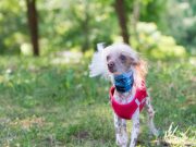 Les plus belles races de chiens sans poils races de chiens sans poils