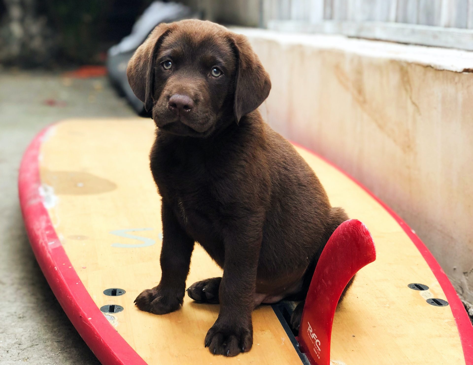Labrador sur une planche de surf