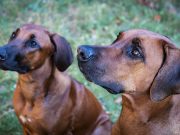 Les races de chien idéales pour les coureurs, compagnons de jogging Rhodesian Ridgeback