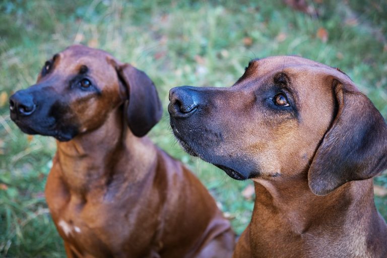 Les races de chien idéales pour les coureurs, compagnons de jogging