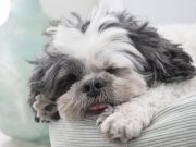 Les races de chien qui adorent vraiment faire la sieste Sieste du Shih Tzu