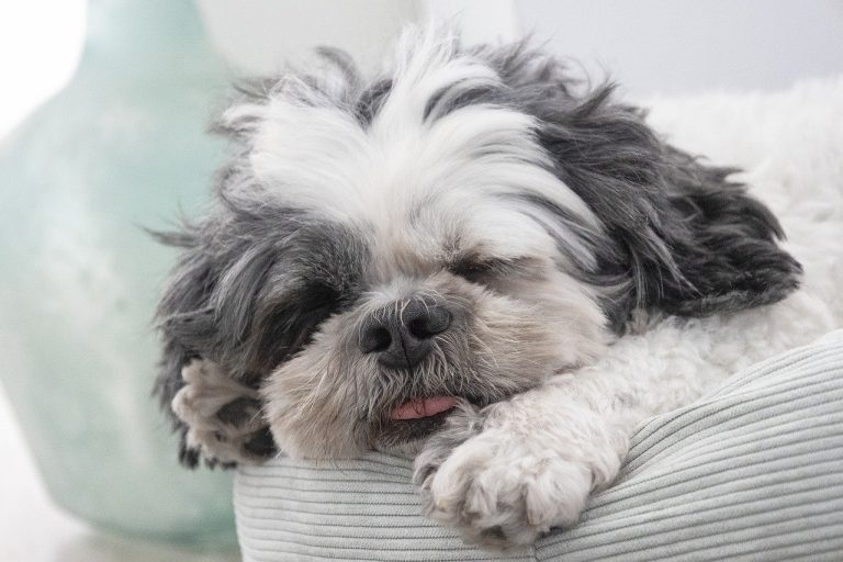Les races de chien qui adorent vraiment faire la sieste