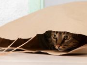 Les races de chat qui adorent le plus se cacher dans la maison Races de chat qui aime se cacher dans la maison