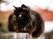 Les races de chat qui ont les fourrures les plus magnifiques Chat qui ont une fourrure magnifique