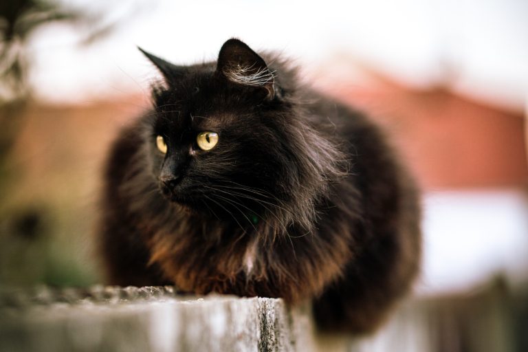 Les races de chat qui ont les fourrures les plus magnifiques