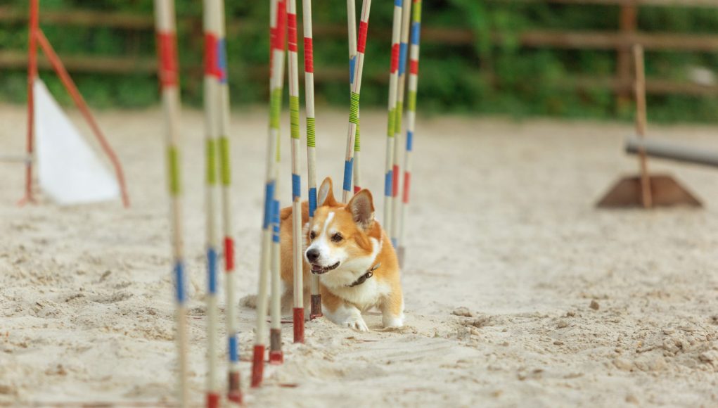 Races de chiens campions de parcours d'obstacles