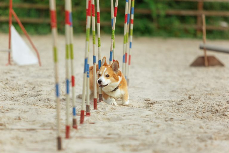 Les races de chien qui sont les champions des parcours d’obstacles