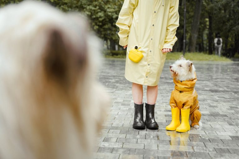 Les races de chien qui ont la meilleure capacité à détecter les changements atmosphériques