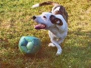 Les races de chien qui adorent le plus les activités avec des balles