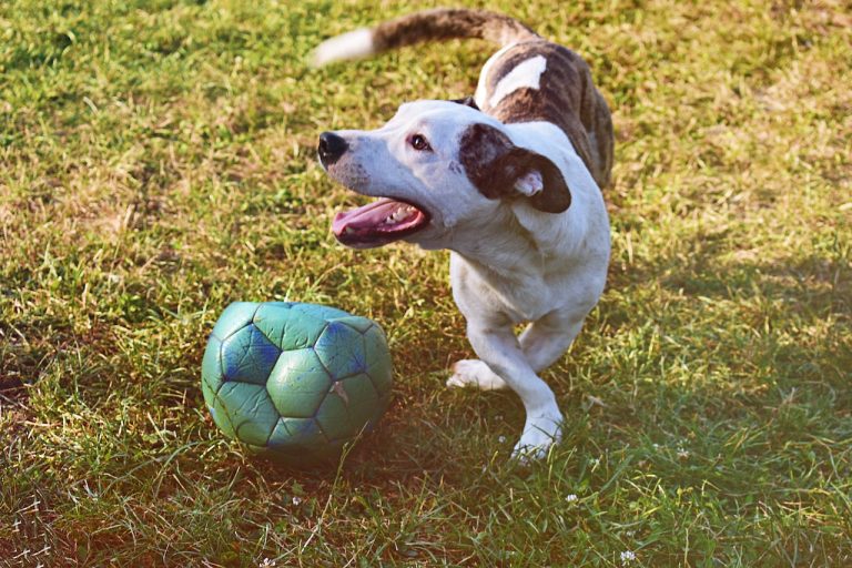 Les races de chien qui adorent le plus les activités avec des balles