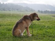 Les races de chien qui n’aiment pas du tout la pluie Pas fans des jours de pluie