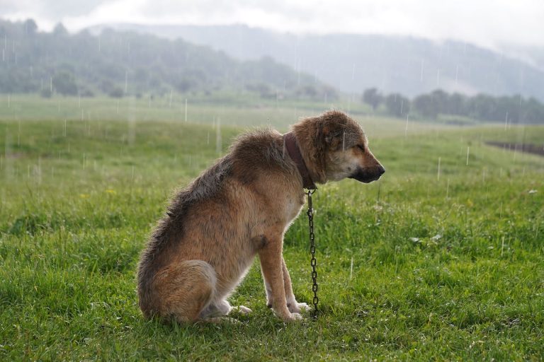 Les races de chien qui n’aiment pas du tout la pluie