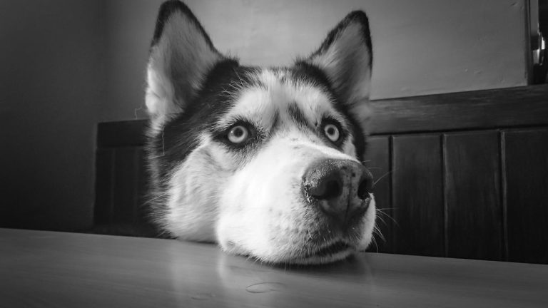 Les races de chien qui sont les plus expressives avec leur regard