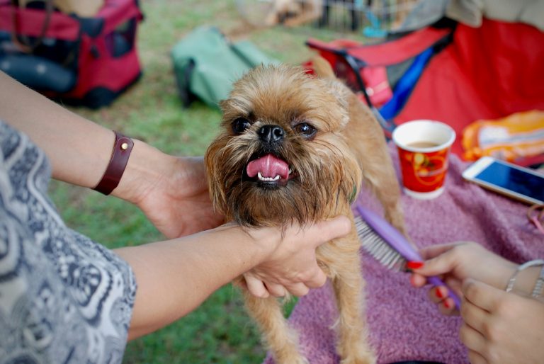 Les races de chien qui adorent le plus les séances de brossage de leur maitre