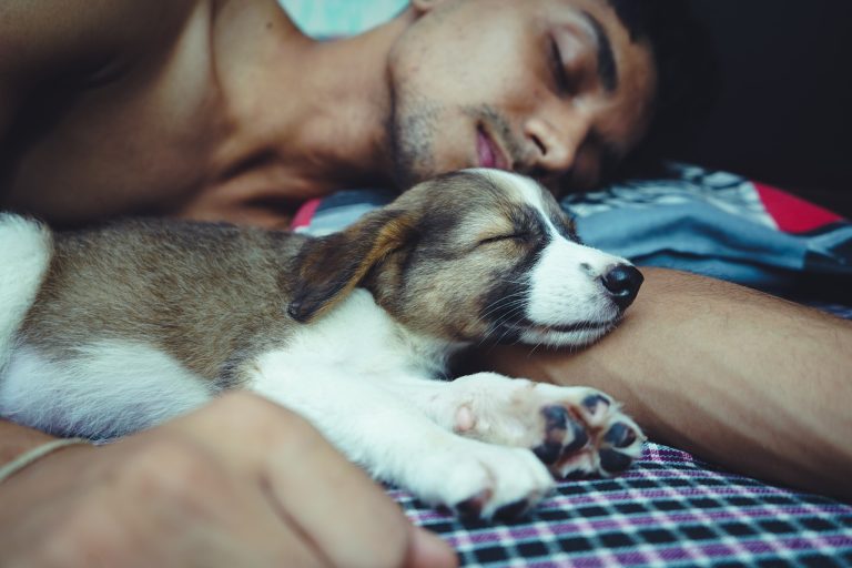 Les 8 races de chien qui insistent pour dormir avec leur maître