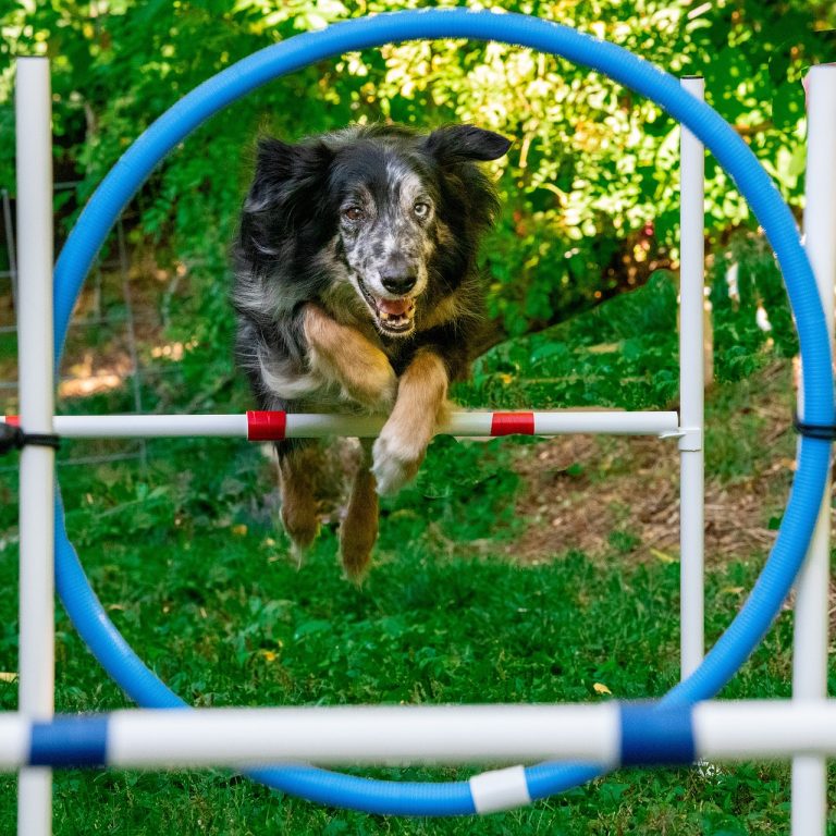 Les races de chiens qui font les meilleurs artistes de cirque