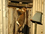 Les races de chats qui sont les plus maladroites Races de chats qui sont les plus maladroits