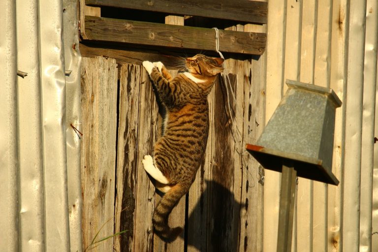 Les races de chats qui sont les plus maladroites
