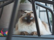 Quelles races de chats sont parfaites pour les personnes allergiques ? Chats hypoallergiques