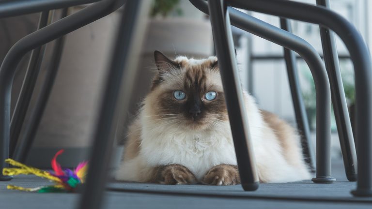 Quelles races de chats sont parfaites pour les personnes allergiques ?