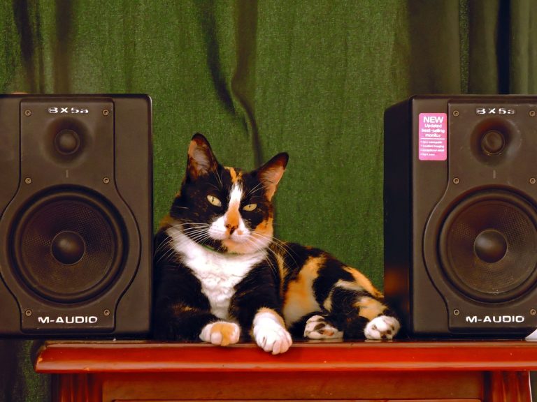 Quelles races de chat apprécient la musique ?