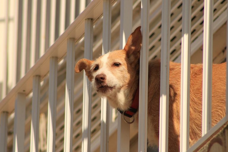 Les races de chiens qui sont les meilleurs protecteurs de la maison