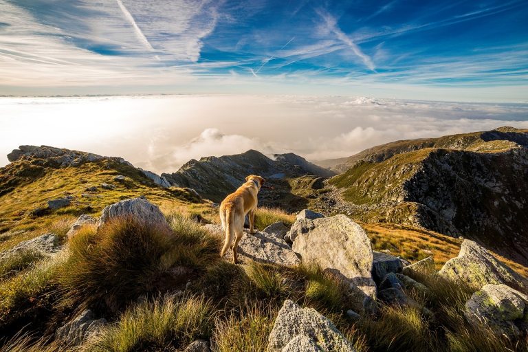 Les races de chien qui ont des instincts de survie exceptionnels
