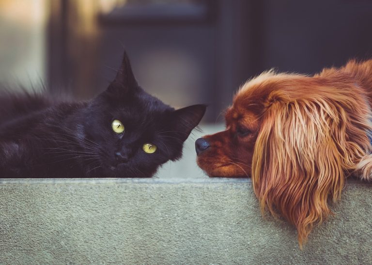 Les races de chiens qui sont les plus sociables avec les autres animaux