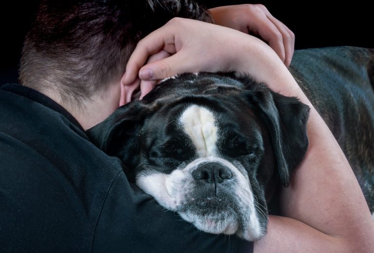 Les races de chiens qui réagissent le mieux aux besoins émotionnels de leur maître