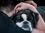 7 choses à faire pour que votre chien arrête de bouder chien réconfort