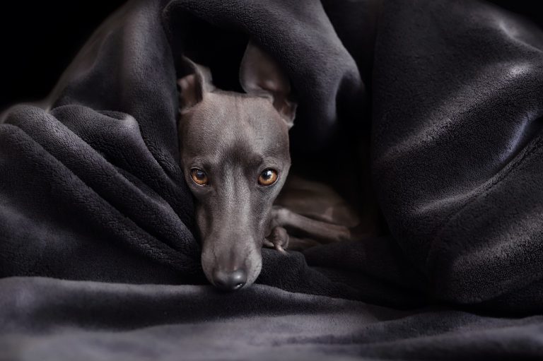 Les races de chiens qui n’aiment pas être seuls à la maison