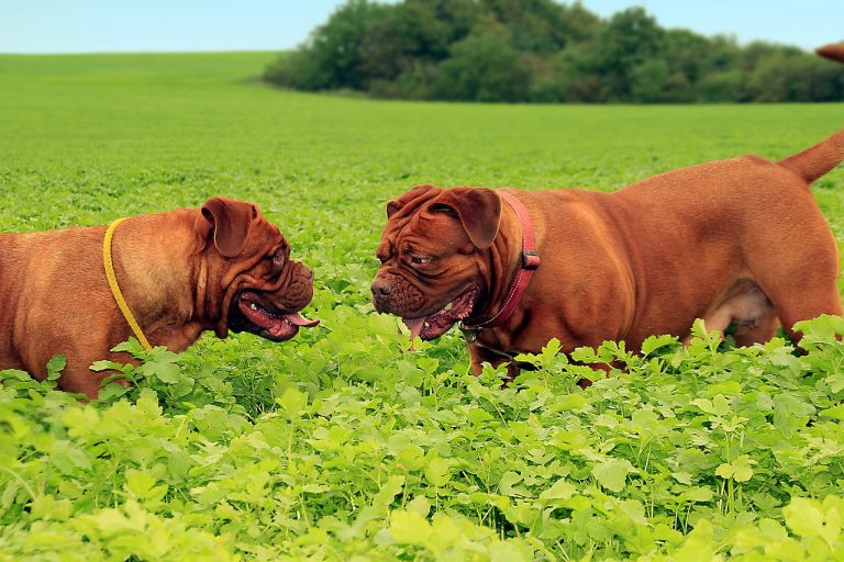 Les races de chiens qui ont les silhouettes les plus impressionnantes