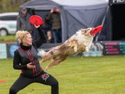Ces races de chiens excellent dans les sports canins Sports canins