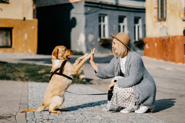 Les races de chiens qui aiment être au centre de l’attention de leur maître 