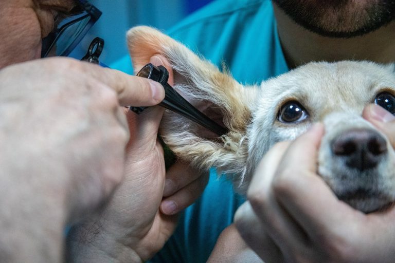 Les races de chien qui résistent le plus aux maladies