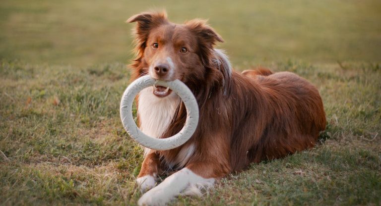 Les meilleurs accessoires pour rendre la vie de votre chien plus confortable