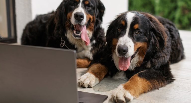 Les 8 races de chien qui comprennent facilement plusieurs langues