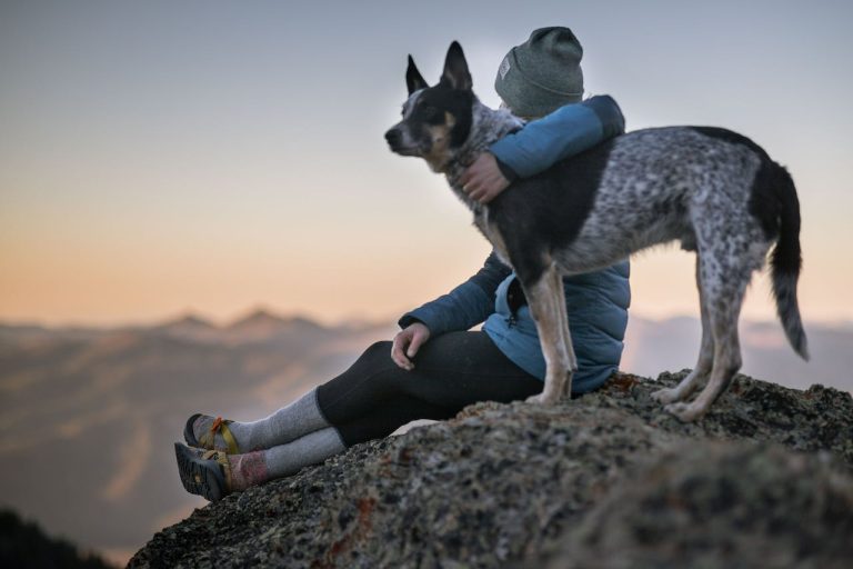 Les 8 races de chien qui veulent rester tout le temps avec leur maître