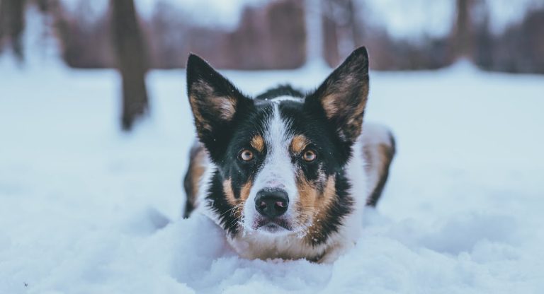 Les races de chien les plus possessives