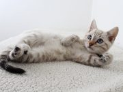 Ces races de chats n’aiment pas les étrangers : des vrais protecteurs Chats qui n'aiment pas les étrangers