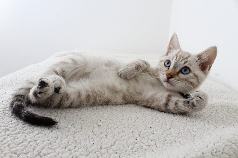 Ces races de chats n’aiment pas les étrangers : des vrais protecteurs