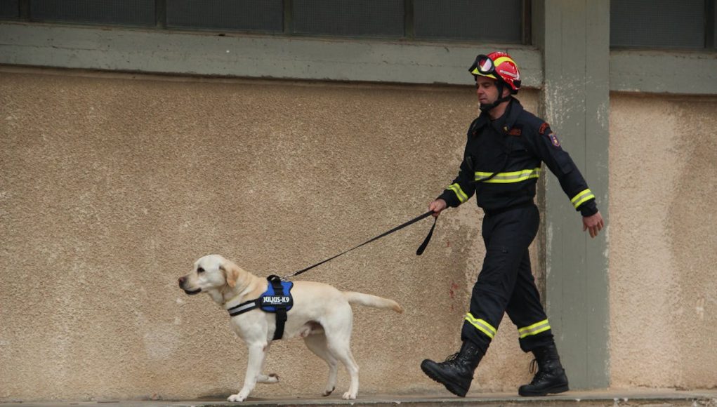 Races de chiens qui excellent dans la détection des incendies