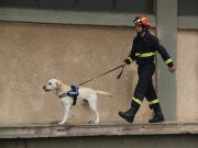 Les races de chien qui aident les pompiers lors des incendies Races de chiens qui excellent dans la détection des incendies