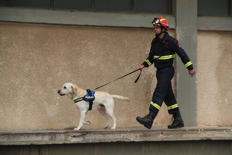 Les races de chien qui aident les pompiers lors des incendies