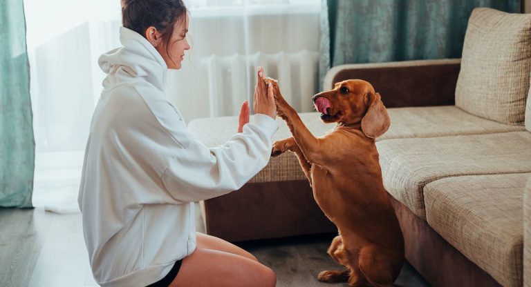 Les races de chien qui aiment le plus la présence de leur maître