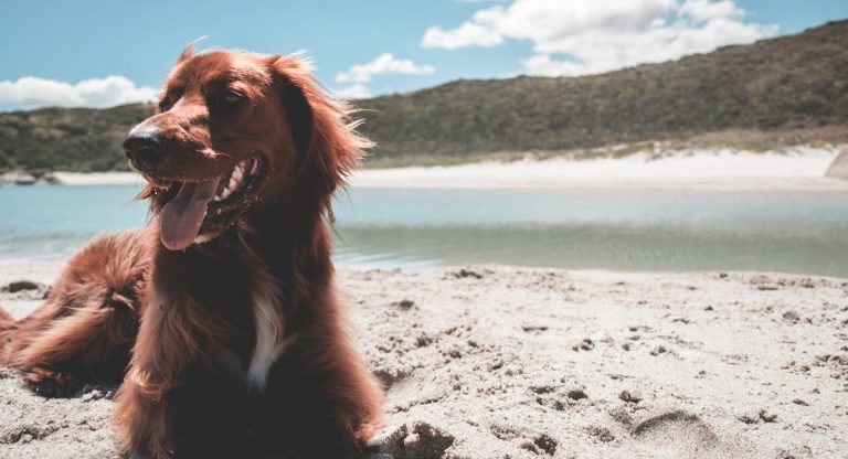 Les races de chiens qui adorent le plus se prélasser au soleil