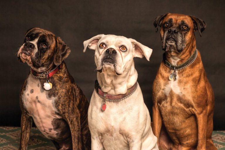 Les races de chien qui sont les plus agressives