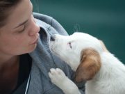 Les races de chien qui vont chérir leur maître comme des véritables dieux chien et maître
