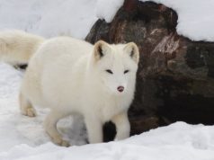 Les races de chien qui adorent le plus la neige chien neige