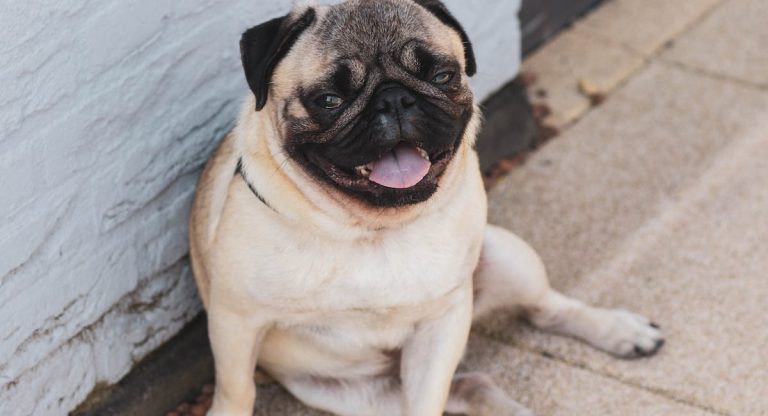 Les 10 comportements les plus étranges de nos amis canins